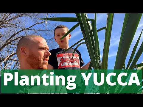 Vidéo: Le yucca est-il comestible : informations sur la culture du yucca à des fins alimentaires