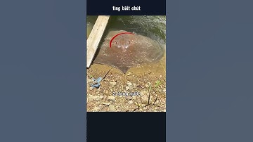 chú cá đuối thân thiện