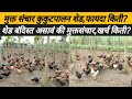 मुक्तसंचार गावरान कोंबडी शेड, खर्च किती?फायदा किती?संपूर्ण माहिती: free range poultry farm: