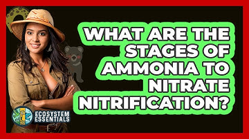 What Are the Stages of Ammonia to Nitrate Nitrification?