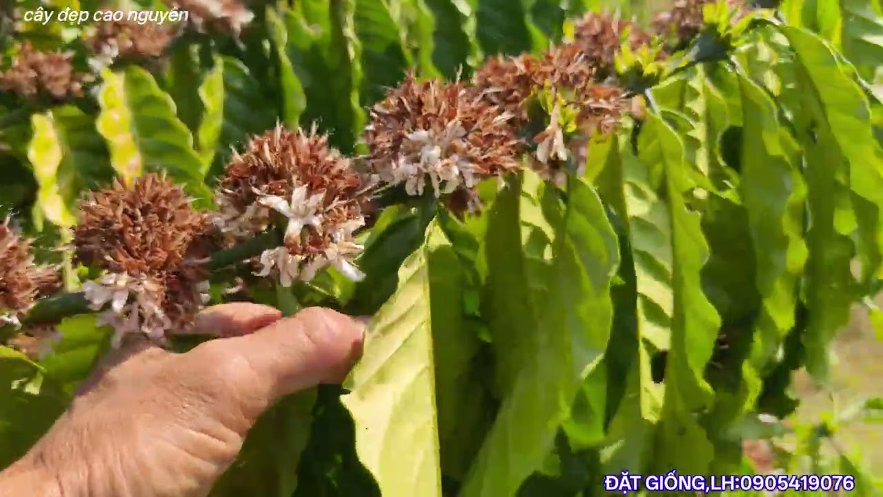 Căn tưới đúng giai đoạn hỗ trợ hoa nở rộ 