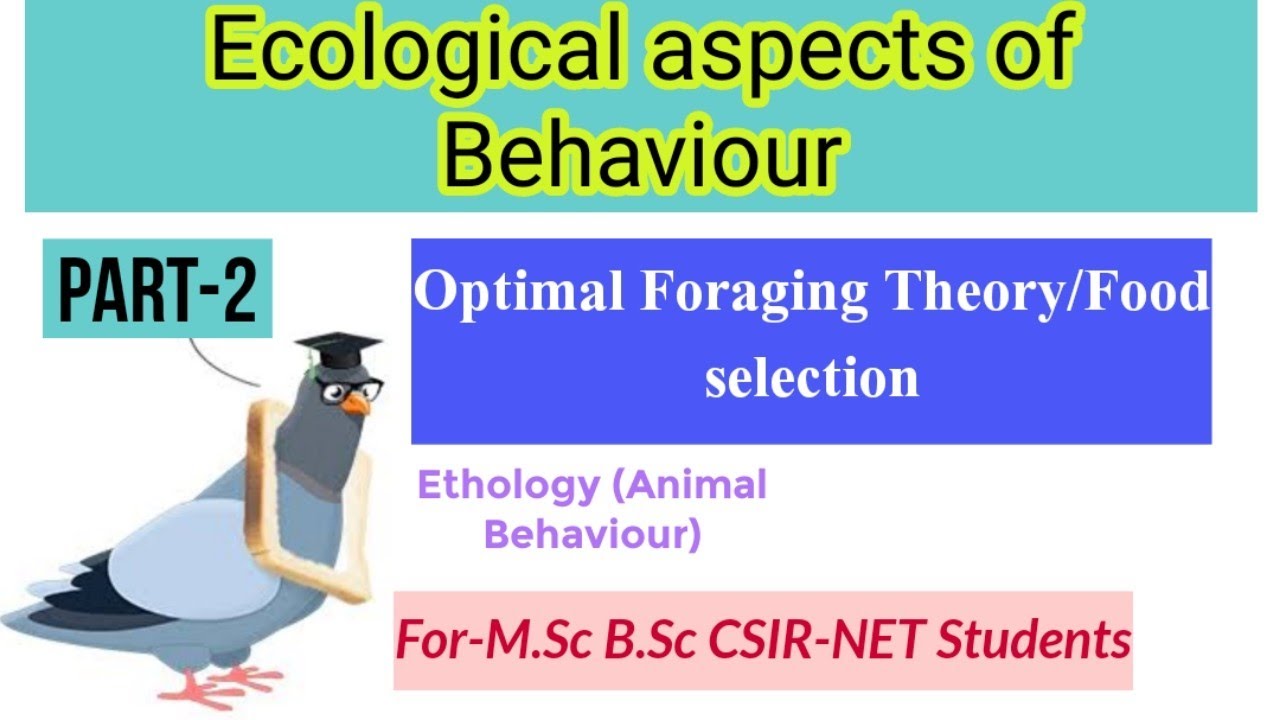 Part-2 Ecological aspects of Behaviour|Optimal foraging Theory/Food ...