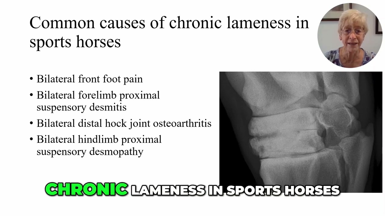 Spotting Musculoskeletal Pain in Performance Horses: What Vets Must Know