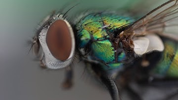 WeMacro Rail Fly Stack