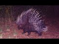 Hadza hunting porcupine 8ft underground: A Hadza Documentary