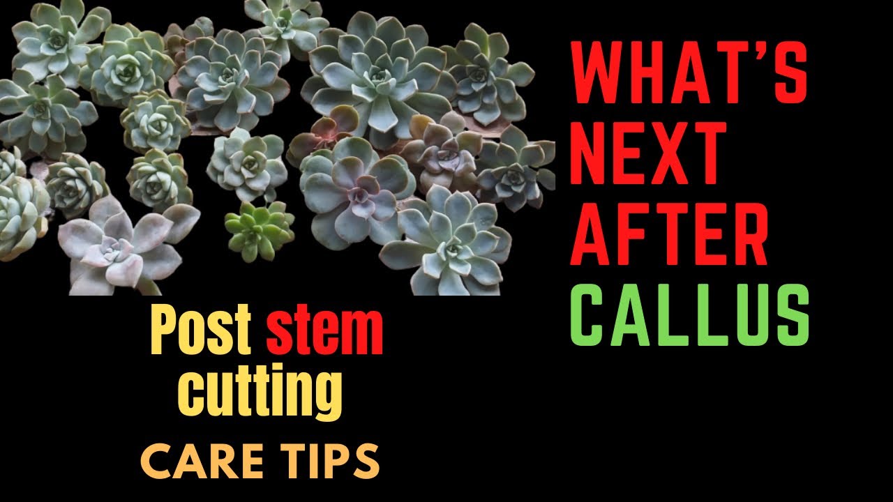 || STEM CUTTINGS WITH AERIAL ROOTS UPDATE ||