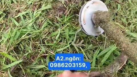 Cắt cỏ cho vườn cây sầu riêng , sử dụng hữu cơ phân trun que