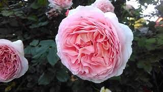 Роза Д.Остина Абрахам дерби-описание сорта💕🌹; цветение роз и клематисов💕