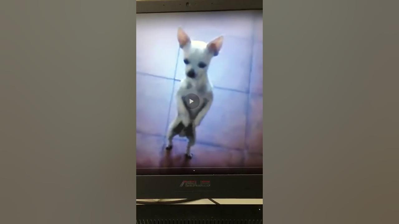 Мастерская Steam::What the dog doing
