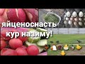 загатавливаем яйценосткость на зиму с лета!