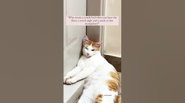 After effects of catnip #catnip #catlover #cattoys