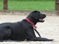 Joey - Labrador - 3 Week Residential Dog Training at Adolescent Dogs Joey - Labrador - 3 Week Residential Dog Training at Adolescent Dogs