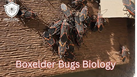 Boxelderwantsen: wat zijn ze en hoe voorkom je ze?