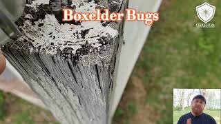 Boxelder Bugs: what are they and how to prevent them