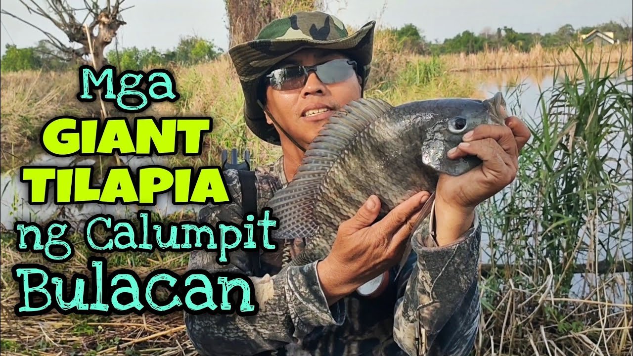 MGA GIANT TILAPIA NG CALUMPIT BULACAN NAKAHULI KAMI PART 1/AIRGUN FISHING/MHEDDS JOE TV/VLOG#427