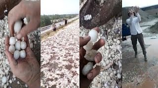картинка: Чооң МӨНДҮР жаап ӨРҮК-Алманы КАГЫП салды #ЭлдикВидеоКабар