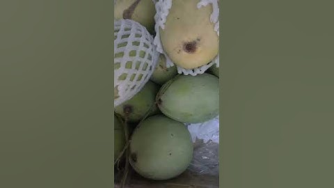 Xoài cát hòa lộc núi