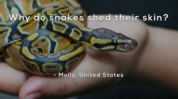Why do snakes shed their skin?