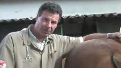 O que quer dizer jarretes?