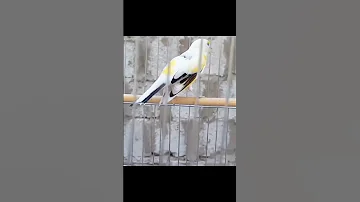 سهره قناری سفید فوق العاده خاص 