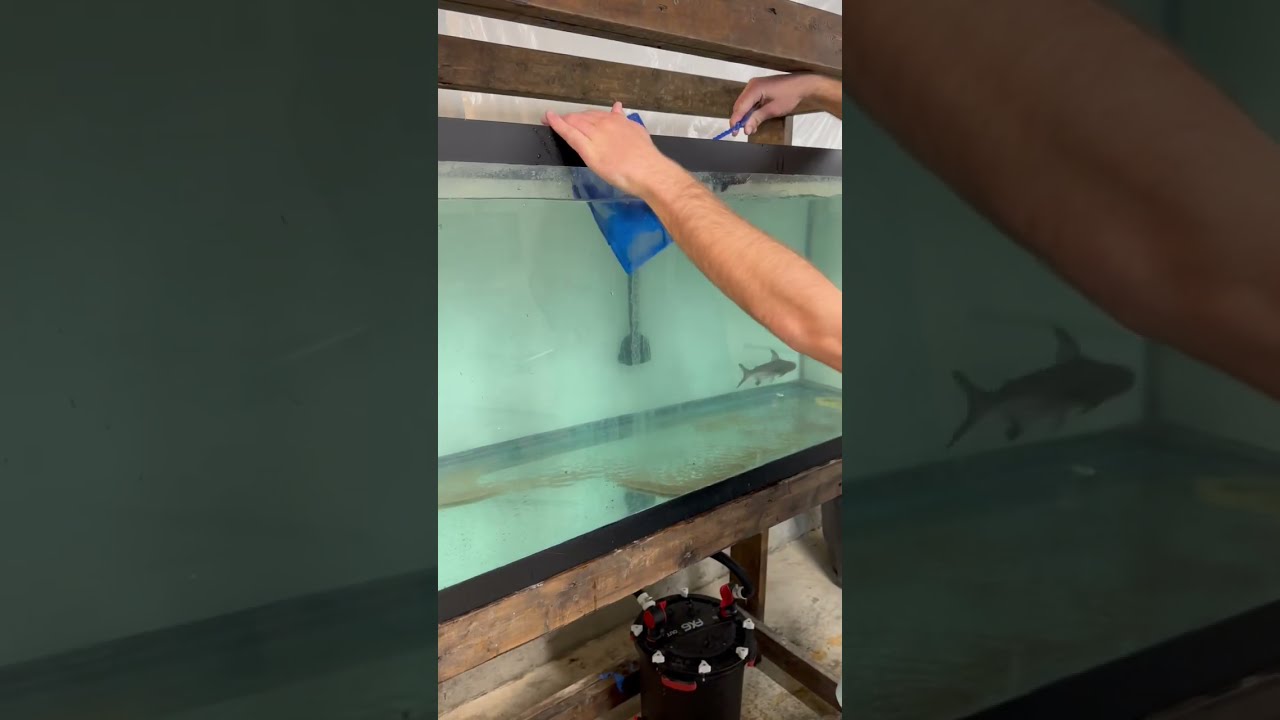 Buying SUPER RARE Aquarium FISH 500 