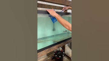 Buying SUPER RARE Aquarium FISH!! ($500)