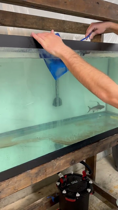 Buying SUPER RARE Aquarium FISH!! ($500)