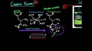 Creatine Kinase/Phosphagen System