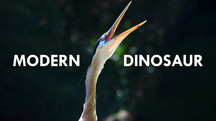 Herons Are Modern Dinosaurs - DayDayNews