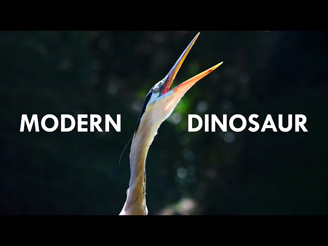 Herons Are Modern Dinosaurs class=