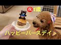 犬用バースデイ特別ディナー！！【犬　誕生日】