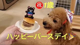 犬用バースデイ特別ディナー！！【犬　誕生日】