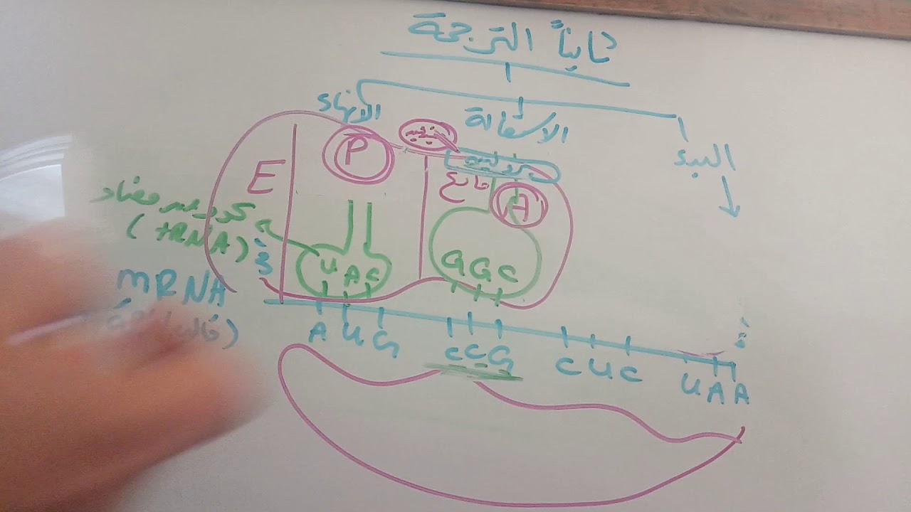 شرح مراحل عملية الترجمة