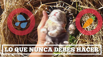 ¿Qué no se debe hacer a un conejo?