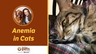 Dr. Becker Talks About Anemia in Cats