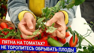 Пятна на томатах? Не торопитесь обрывать плоды