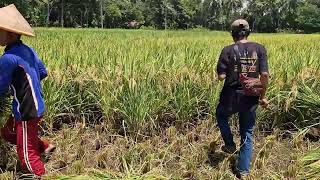 WATCH THIS FARMER CUT RICE STALKS AT LIGHTNING SPEED! - Agriculture Farming