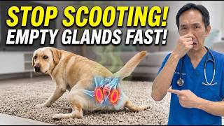 Stop Dog Scooting! 3 Natural Hacks to Empty Anal Glands FOREVER (Vet Secret)