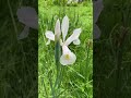White Dutch Iris  🤍🍃🌧️
