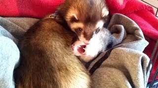lazy sleepy ferrets by channel4ferrets 1,616 views 11 years ago 1 minute, 34 seconds