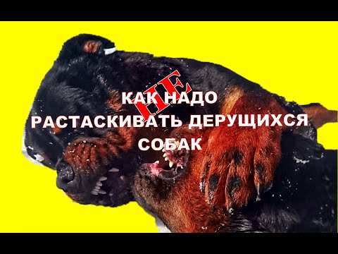 КАК НЕ НАДО РАСТАСКИВАТЬ ДЕРУЩИХСЯ СОБАК.дрессировка и жизнь