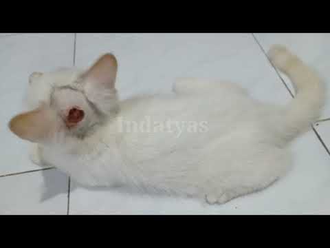 Video: Abses Pada Kucing