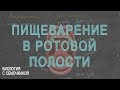 Пищеварение в ротовой полости