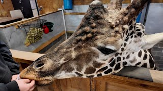 🦒 Meet our NEW giraffe Mokolo!