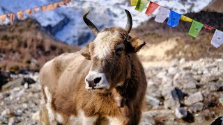 Animals of the Himalayas | Himalayan Rhythms by Nicholas Eager 269,622 views 8 months ago 1 hour