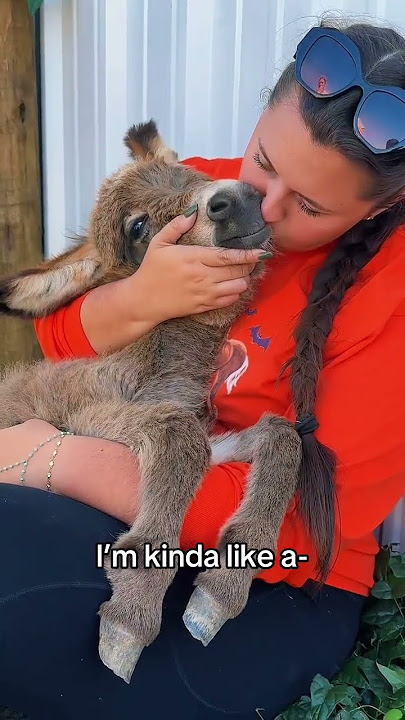 Mini donkeys are the best cuddlers #minidonkey #donkey