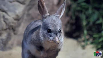 Greater Bilby Footage