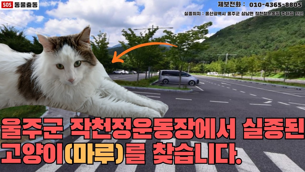 [고양이탐정] 울산 울주군에서 잃어버린 고양이 마루를 찾습니다. (울주군 실종동물 방송)