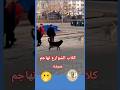 Stray Dogs Attack Their Owner Streetdogs Dogs 