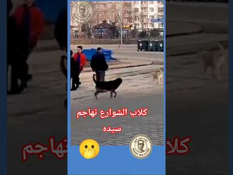 Stray Dogs Attack Their Owner Streetdogs Dogs 